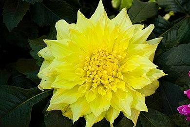 《咒术回战》手游预约人数过十万 官方允诺过60万送福利